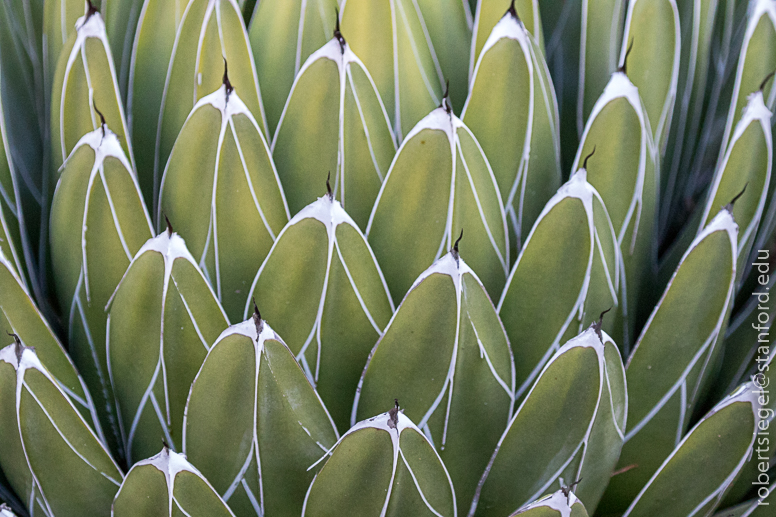 arizona garden